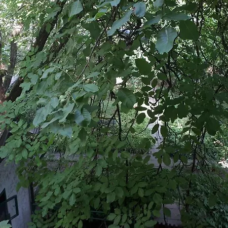 Tabor - Rozmanova Street بيت ضيافة